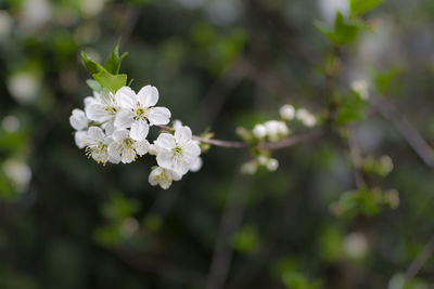 Close-up of white cherry blossoms in spring