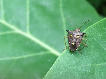 Close-up of insect on leaf