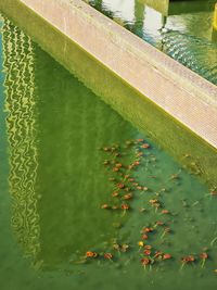 High angle view of leaves floating on swimming pool