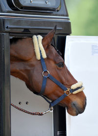 Close-up of horse in trailer