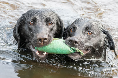 Close up of two wet black labradors retrieving a training dummy from the water together