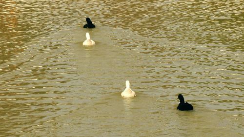 High angle view of swans swimming on lake