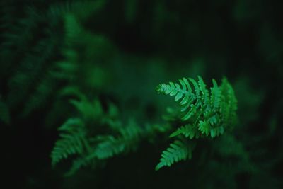 Close-up of leaves