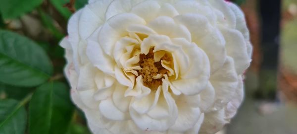 Close-up of white rose