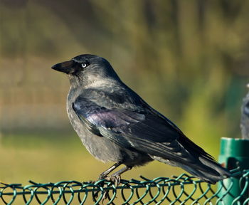 The western jackdaw, coloeus monedula, on the branch. eurasian jackdaw