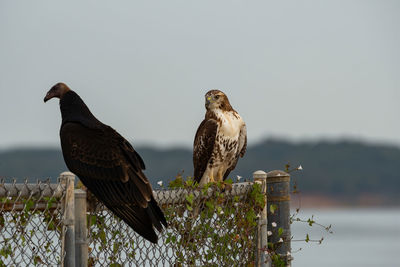 Red-tailed hawk staring at a black vulture perched next to it on a vine covered chain link fence.