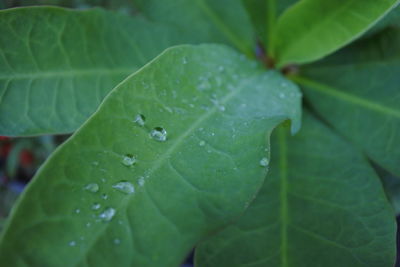 Close-up of raindrops on leaves