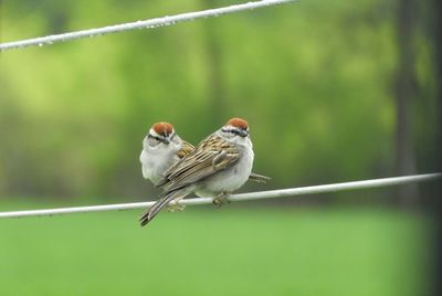 Close-up of birds perching on leaf