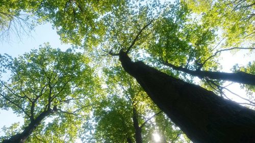 Low angle view of tree against sky