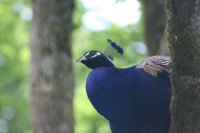 Close-up of bird perching on tree trunk