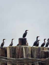 Birds perching on railing against clear sky