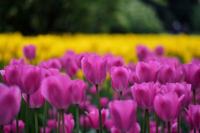 Close-up of pink tulips on field