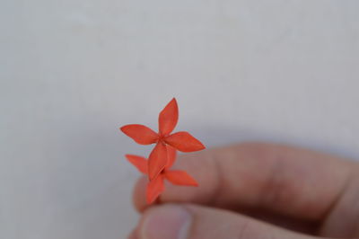 Close-up of hand holding red flower