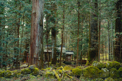 Trees growing in forest