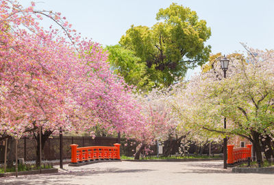 Pink flowering tree by road against sky