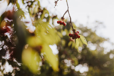 Low angle view of red berries growing on tree