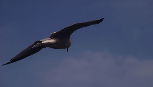 Low angle view of seagull flying against blue sky
