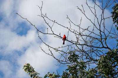 Low angle view of male red cardinal  perching on tree