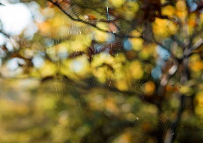 Close-up of wet spider web on plant