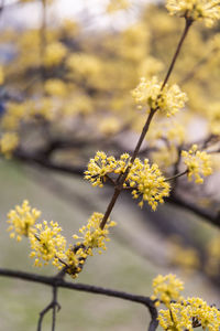Close-up of yellow flowering plant