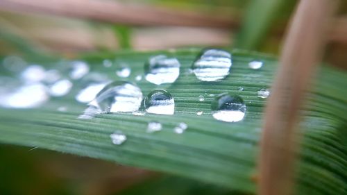 Close-up of water drops on leaf