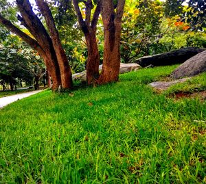 Trees on field