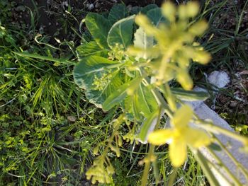 High angle view of yellow flowering plant on field
