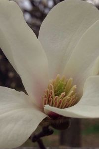 Close-up of white flowers