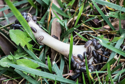 Close-up of lizard on grass