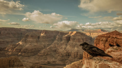 View of birds on rock against cloudy sky