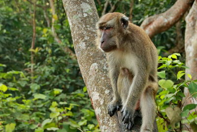 Jungle monkeys sit and eat on kembang island banjarmasin indonesia borneo island