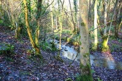 Trees growing in forest