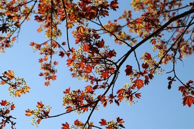 Low angle view of trees against sky during autumn