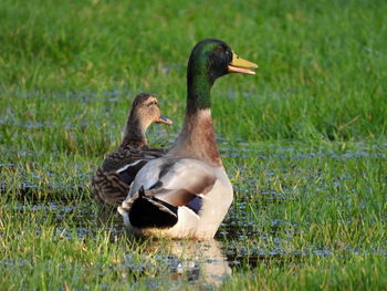 2 ducks quacking