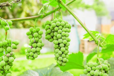 Close-up of grapes growing in vineyard