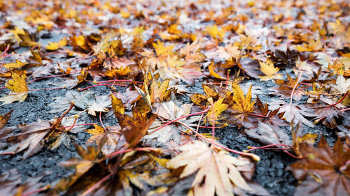 Close-up of maple leaves on fallen tree