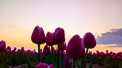 Close-up of pink flowers growing on field