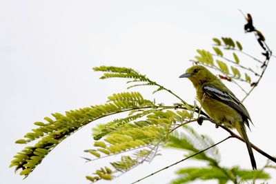 Close-up of bird perching on tree