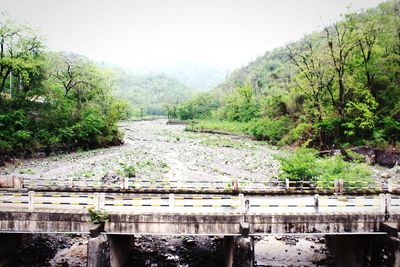 Bridge over river in forest