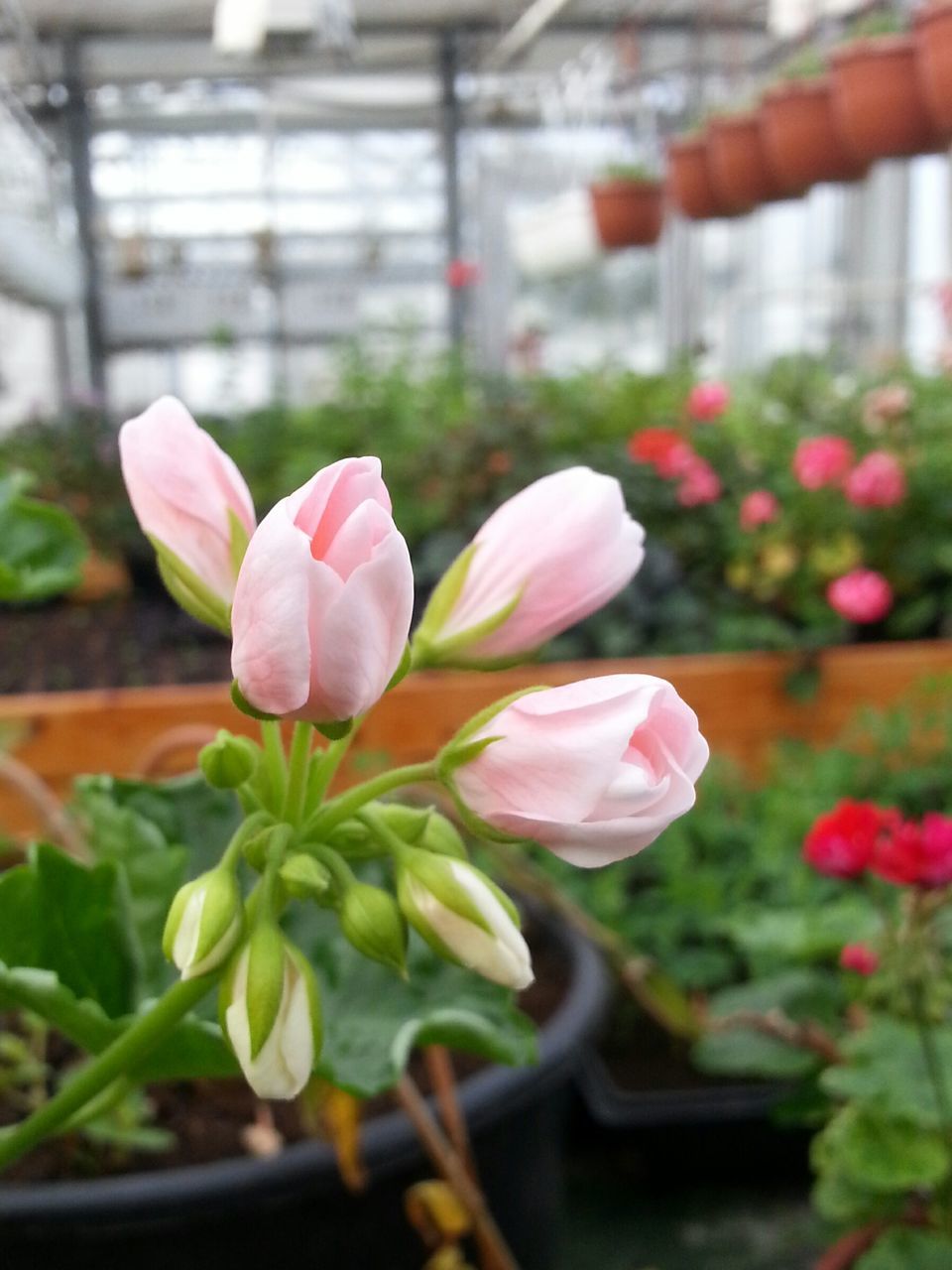 flower, petal, freshness, fragility, growth, flower head, focus on foreground, plant, beauty in nature, pink color, close-up, blooming, nature, stem, selective focus, in bloom, bud, day, blossom, outdoors