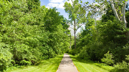 Narrow pathway along trees