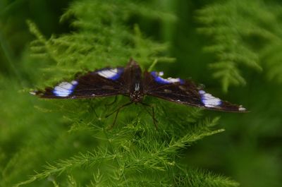 Close-up of butterfly on purple flower