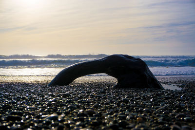 Close-up of crab on beach against sky during sunset