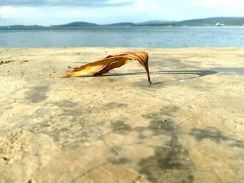 Close-up of crab on sand at beach against sky