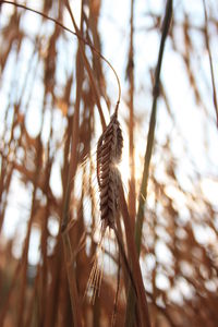 Low angle view of plant against sky