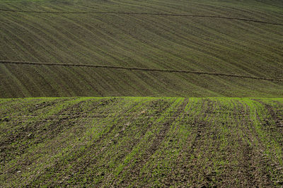 High angle view of agricultural field