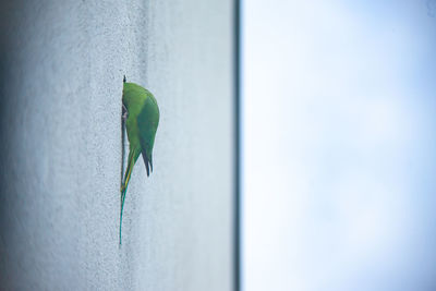 Close-up of green lizard on wall