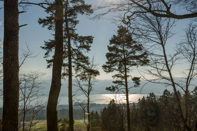 Trees growing in forest against sky