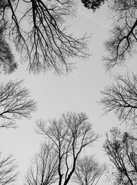 Low angle view of bare trees against sky