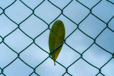 Close-up of chainlink fence against sky